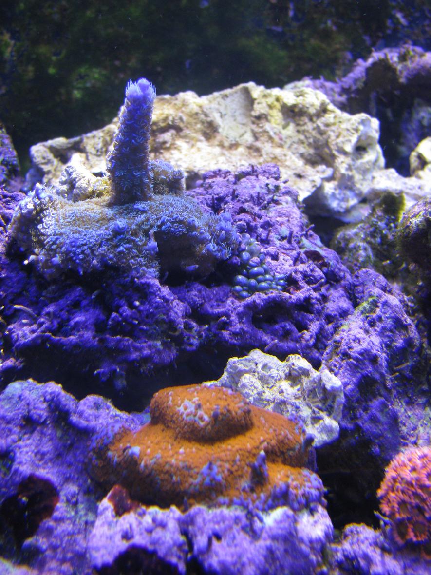 180 gallons reef tank (mostly live coral and fish) - Superman stag