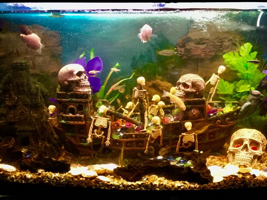 Rated #85: 180 Gallons Freshwater Fish Tank - Shipwrecked