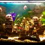 180 gallons freshwater fish tank (mostly fish and non-living decorations) - Shipwrecked