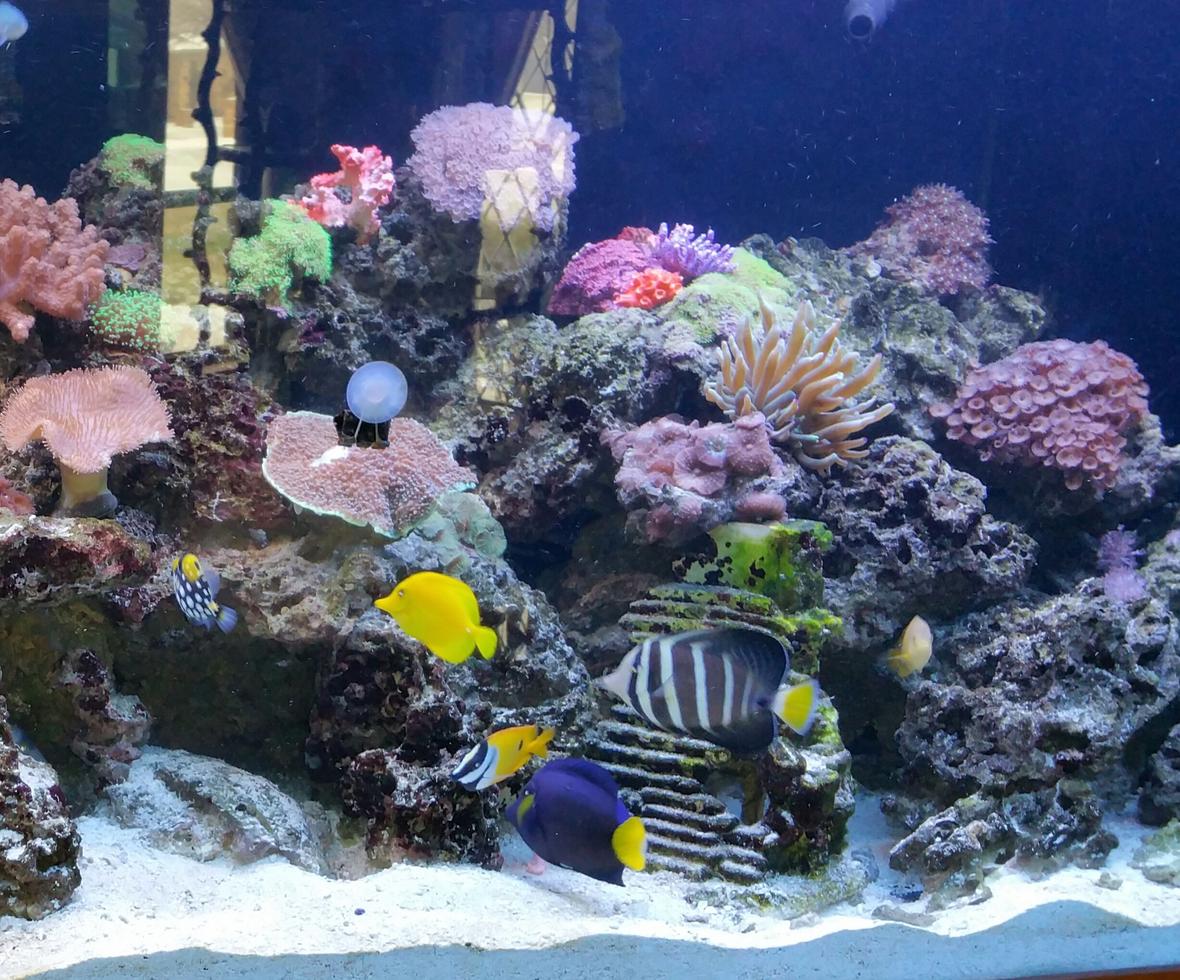 260 gallons reef tank (mostly live coral and fish) - 260 gallon reef tank with various fish