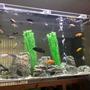 150 gallons freshwater fish tank (mostly fish and non-living decorations) - Daytime