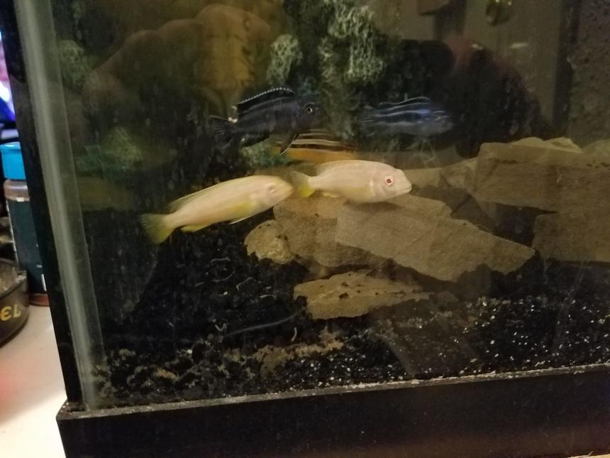 Rated #3: Freshwater Fish Stocking In 40 Gallons Tank - Power struggle between two albino auratus and female auratus while two unlikely johanni suiters look on.