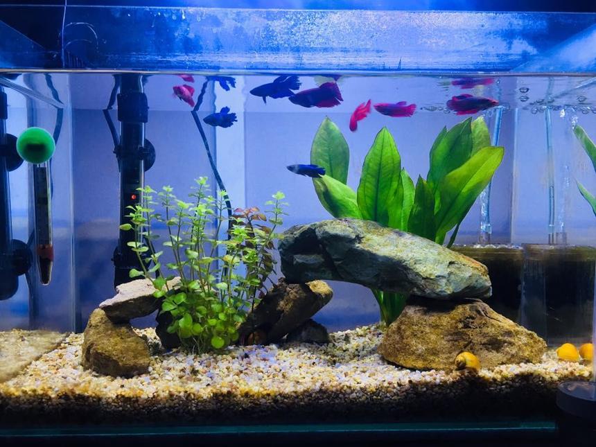 Rated #46: 13 Gallons Freshwater Fish Tank - Siamese fighter tank, 9 female fish, 3 apple snails