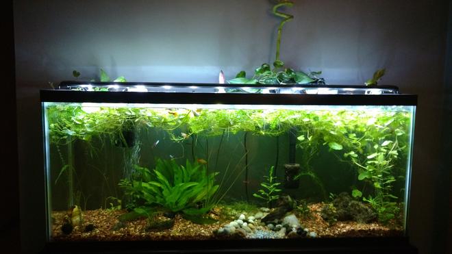 55 gallons planted tank (mostly live plants and fish) - Established one year old 55 gallon.