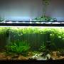 55 gallons planted tank (mostly live plants and fish) - Established one year old 55 gallon.