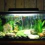 fish tank picture - One more.