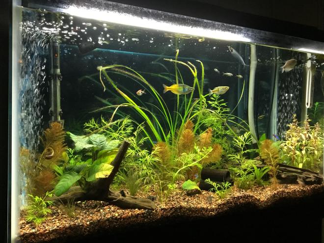 29 gallons planted tank (mostly live plants and fish) - My tank that we have been working on for two years and still feel new to the hobby.   Goal is to have a planted tank that looks like a real (at least to a human) habitat.   All tips, suggestions are welcomed!
