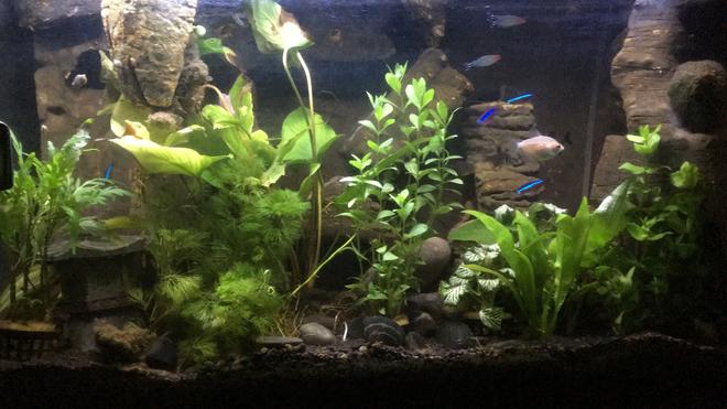 25 gallons freshwater fish tank (mostly fish and non-living decorations) - DIY background with styrofoam and cement, has a sand/waterfall and all elements (filter, heater, hidden behind behind)