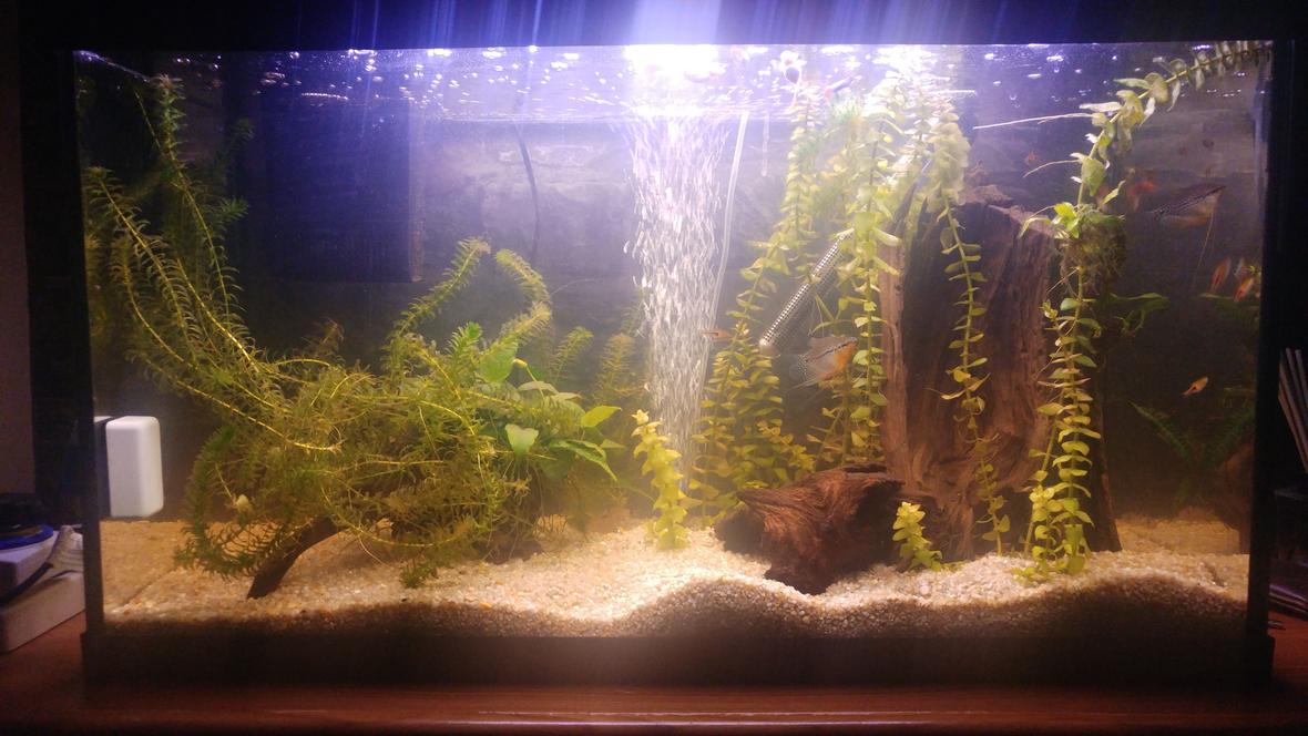 25 gallons planted tank (mostly live plants and fish) - My peaceful small community planted fish tank