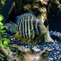 freshwater fish stocking in 150 gallons tank - Red shoulder severum