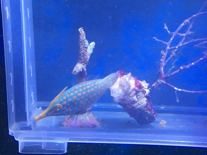 Rated #247: Saltwater Fish Stocking In 90 Gallons Tank - Orange spotted filefish training onto masstick and flake.
4 weeks and feeding in main tank now.