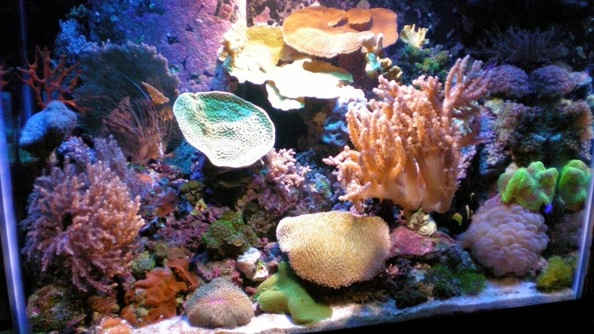 22 gallons reef tank (mostly live coral and fish) - 65 Mix Reef Tank - Lighting: 1-150W 10K HQI, 4-50W 10K Luminance LED & 2-96W Strips 50/50-Actinic. Filtration: ONLY Live Rock, Protein Skimmer and Algae Scrubber - No Reactors or Media of any kind. Supplements When Needed. Corals: Acan, Green Star Polyps, Colts, Xenia, Galaxia, Open Brain, Hammer, Bubbles, Koko, Zoos, Cup, Cap, etc