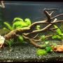 34 gallons freshwater fish tank (mostly fish and non-living decorations) - my 34 gallon (130 liters) freshwater fish tank.