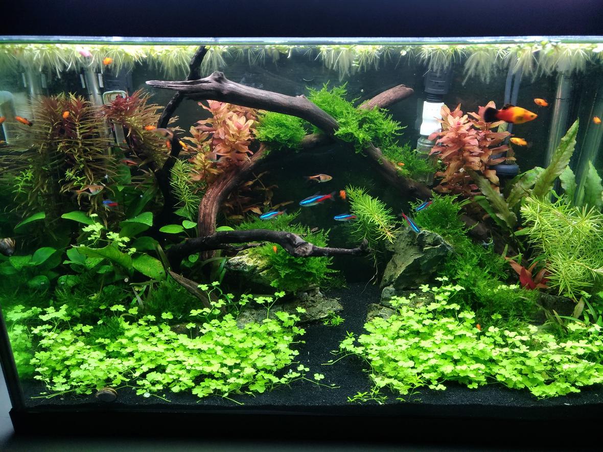 20 gallons planted tank (mostly live plants and fish) - 20G tank 12 weeks after build.