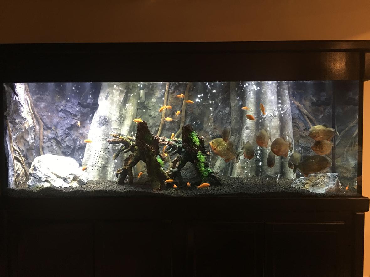 150 gallons freshwater fish tank (mostly fish and non-living decorations) - 11 Red Belly Piranhas 150 Gallon Tank Background from AquaDecor