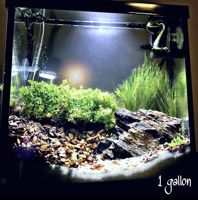 1 gallon planted tank (mostly live plants and fish) - 1 gallon