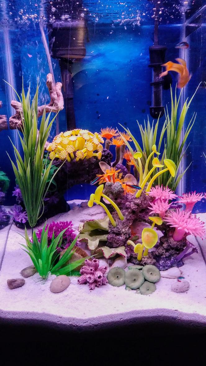 fish tank picture - 15 gallon fun tank