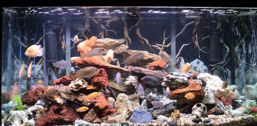 Rated #25: 80 Gallons Freshwater Fish Tank - 80 gal malawi cichlids