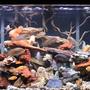 80 gallons freshwater fish tank (mostly fish and non-living decorations) - 80 gal malawi cichlids
