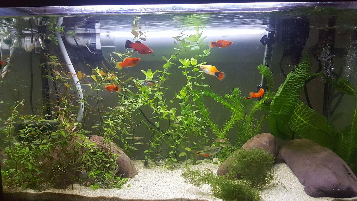 29 gallons planted tank (mostly live plants and fish) - Planted tank with mixed livebeares