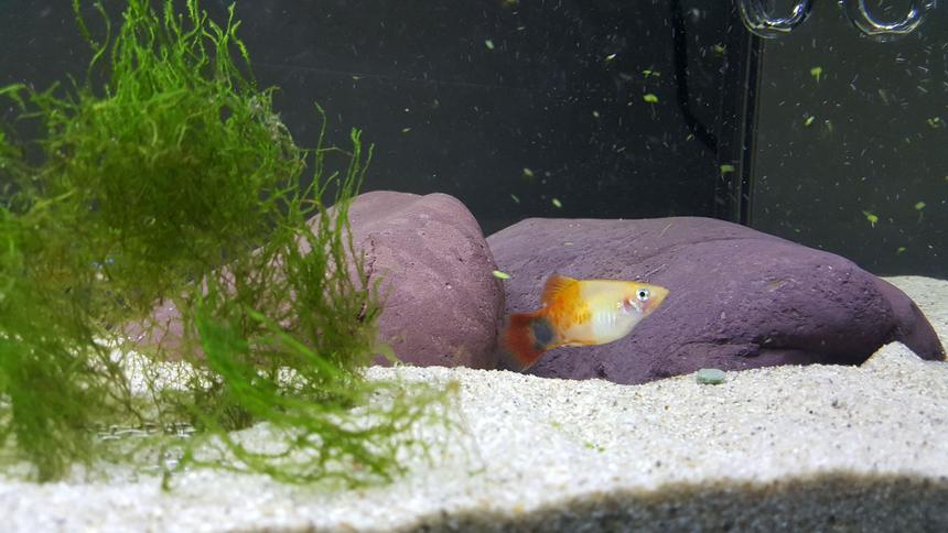 Rated #12: Freshwater Fish Stocking In 29 Gallons Tank - Close up micky mouse