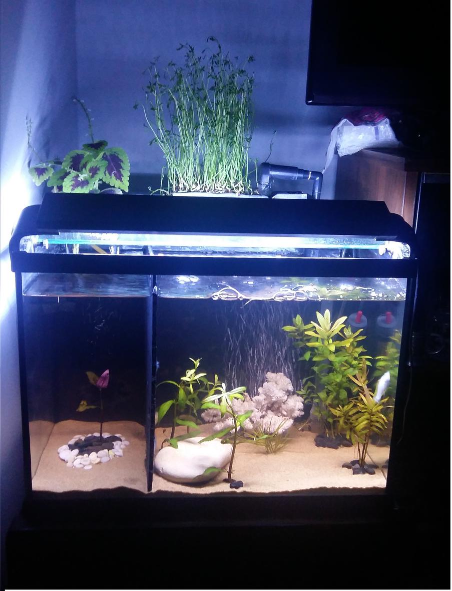 Rated #51: 12 Gallons Planted Tank - 12 Gallons planted tank.