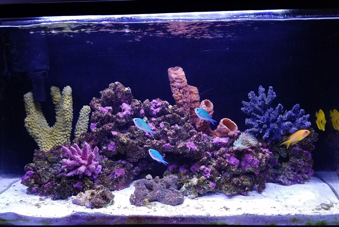 20 gallons saltwater fish tank (mostly fish, little/no live coral) - My post hurricane Irma tank