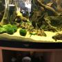 fish tank picture - Clownloaches on cucumber