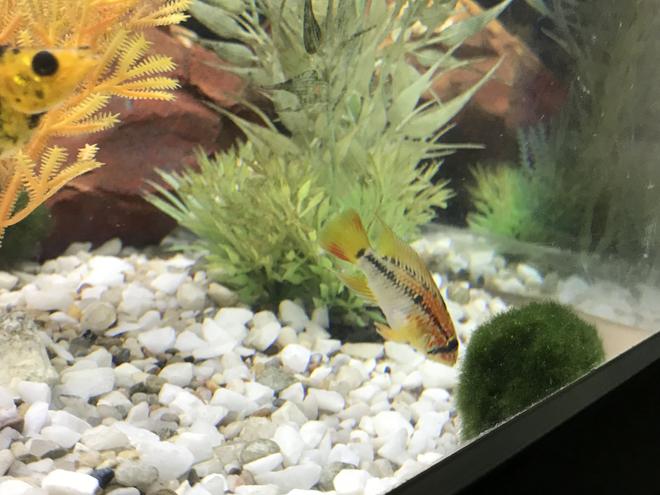 freshwater fish stocking in 52 gallons tank - Male dwarf cichlids