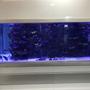 5000 gallons saltwater fish tank (mostly fish, little/no live coral) - 5000 gallon saltwater tank with artificial reef