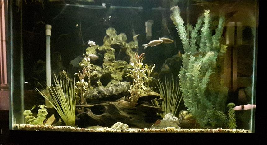 Rated #59: 65 Gallons Freshwater Fish Tank - 65g freshwater