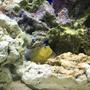 saltwater fish stocking in 75 gallons tank - Goby