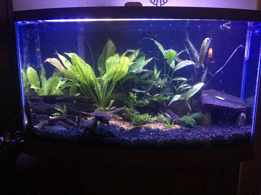 Rated #39: 125 Gallons Planted Tank - Forgotten Drive. My first tank.