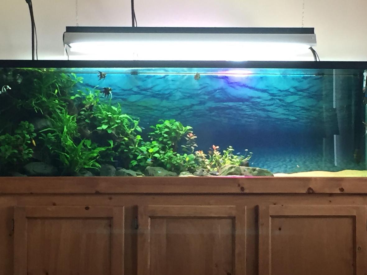 125 gallons planted tank (mostly live plants and fish) - Planted Tank