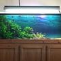 125 gallons planted tank (mostly live plants and fish) - Planted Tank