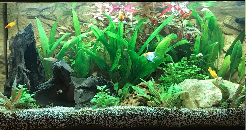 Rated #16: Freshwater Fish Stocking In 180 Gallons Tank - Planted tank