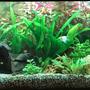 freshwater fish stocking in 180 gallons tank - Planted tank