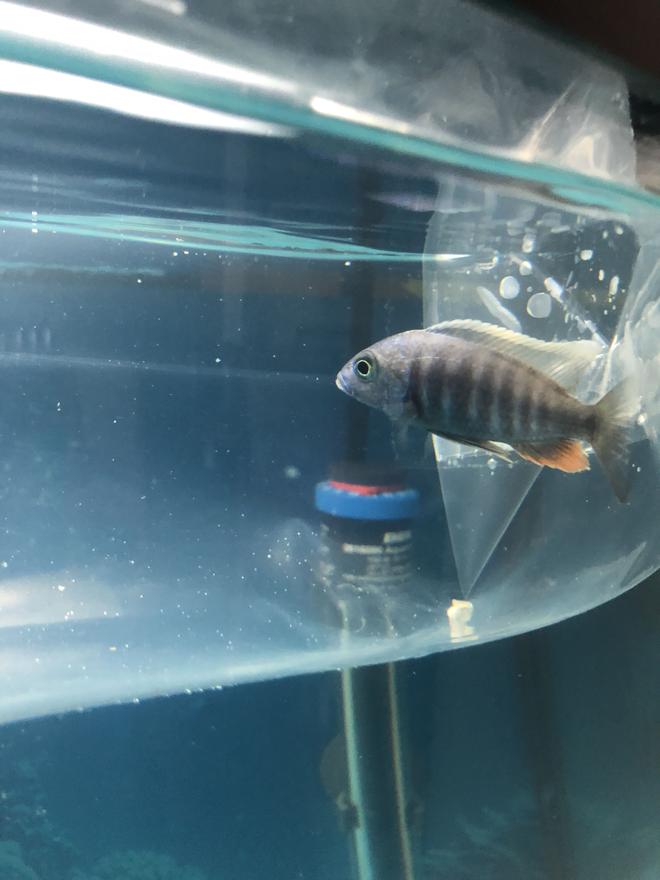 36 gallons freshwater fish tank (mostly fish and non-living decorations) - Name this fish for me please . I just got this in the fish store but forgot the name of the fish