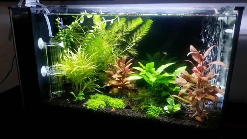 Rated #20: 5 Gallons Planted Tank - Tremendous Plant Growth after CO2 addition! Endler Guppys are enjoying the plant coverage