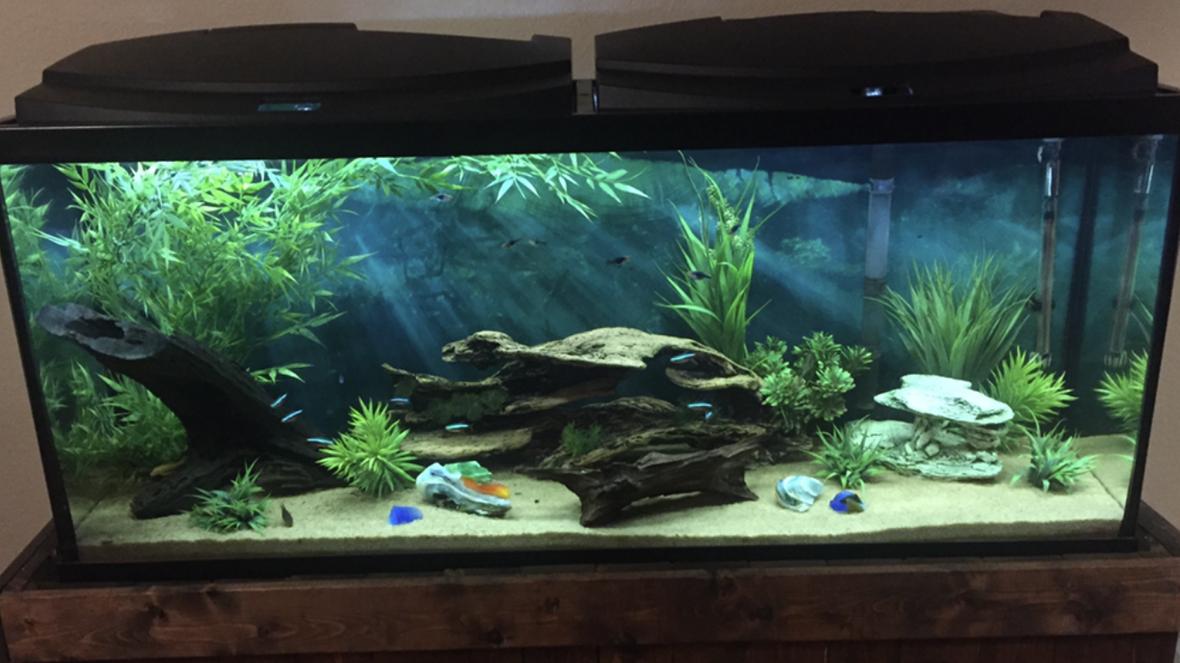 55 gallons freshwater fish tank (mostly fish and non-living decorations) - My tank