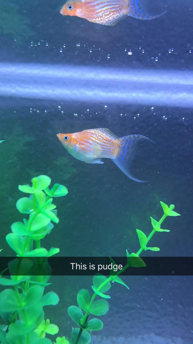 Rated #20: Freshwater Fish Stocking In 5 Gallons Tank - Specific breed and gender of molly? I forgot, and would like to do more reasearch on my fish.  

Unimportant note: his name is pudge.