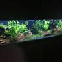 125 gallons planted tank (mostly live plants and fish) - 125 Planted two months in