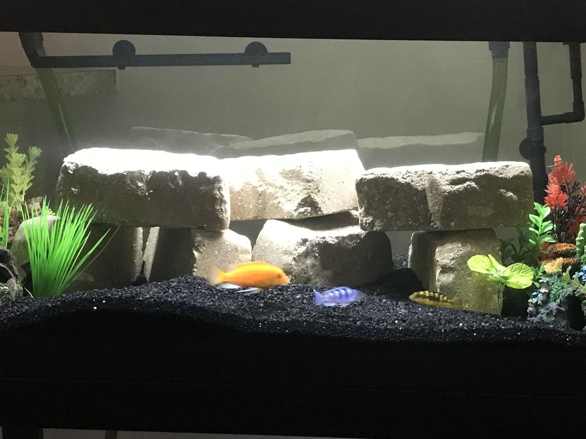 40 gallons freshwater fish tank (mostly fish and non-living decorations) - Cichlid tank