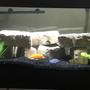 40 gallons freshwater fish tank (mostly fish and non-living decorations) - Cichlid tank