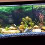 fish tank picture - 2nd Month of Planted Tank