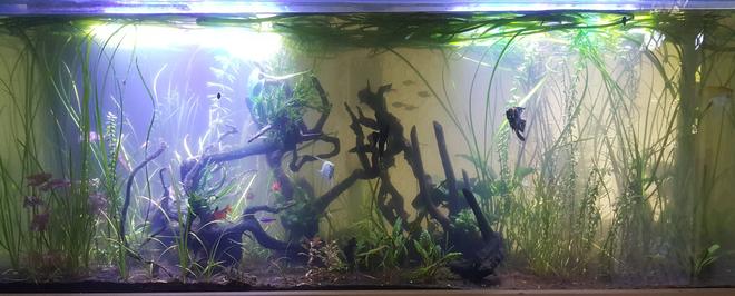 100 gallons planted tank (mostly live plants and fish) - Tropical Planted 100 gallon