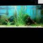 fish tank picture - My new 135 gallon that my Cherry Shrimp paid for...