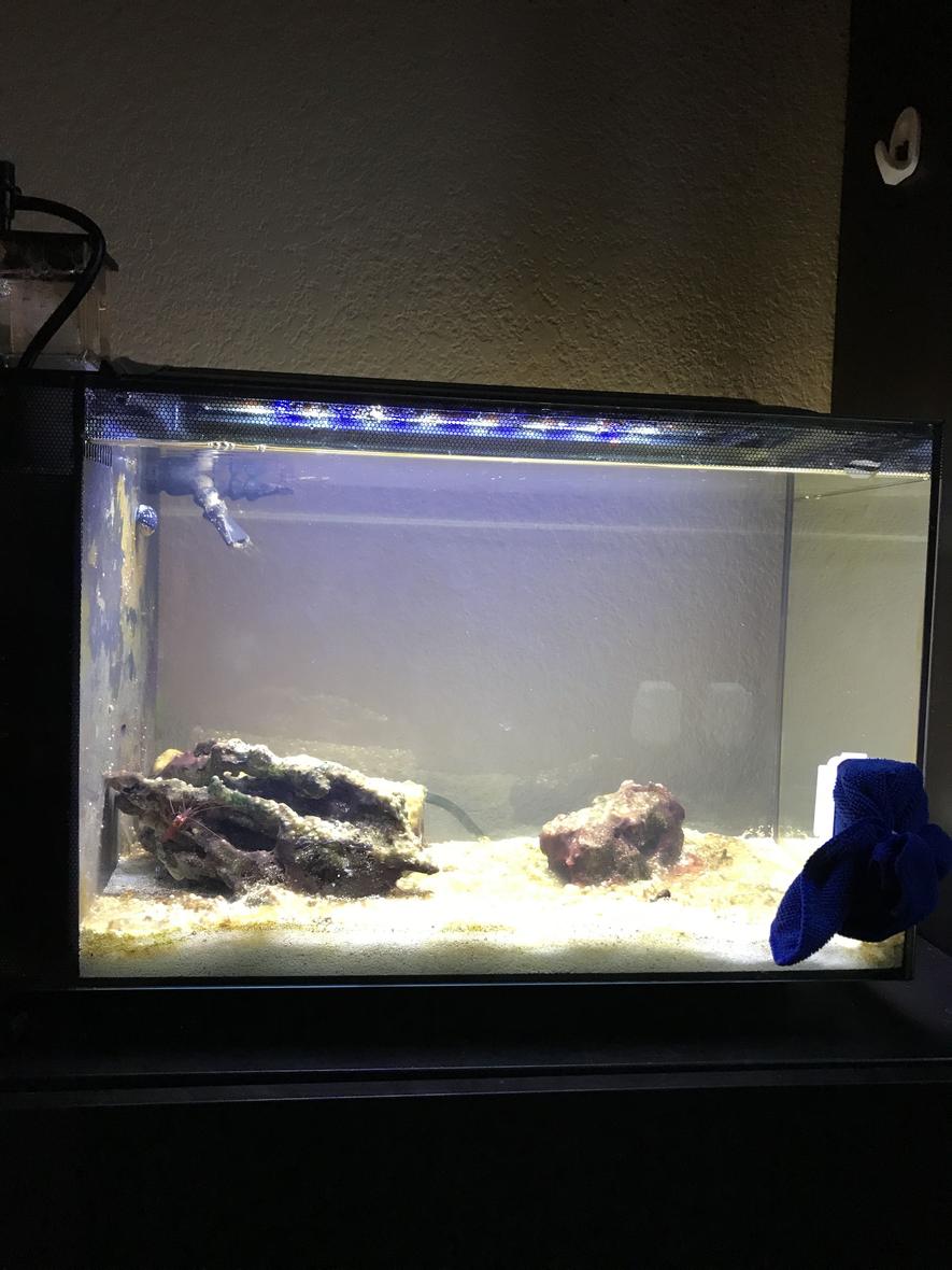 14 gallons saltwater fish tank (mostly fish, little/no live coral) - Please give tips on how the improve