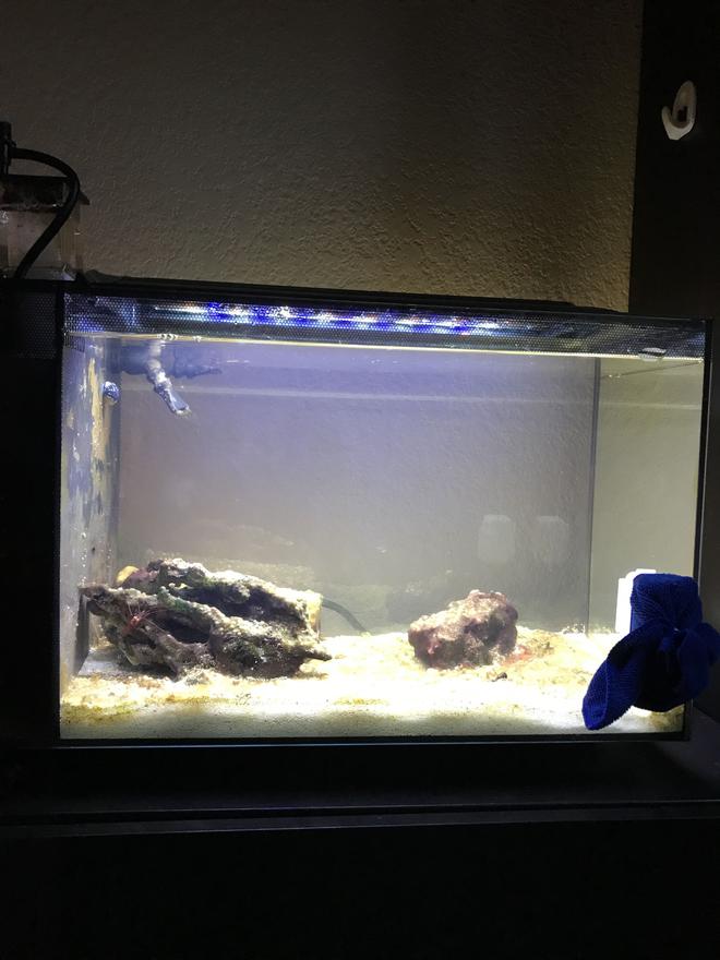 14 gallons saltwater fish tank (mostly fish, little/no live coral) - Please give tips on how the improve