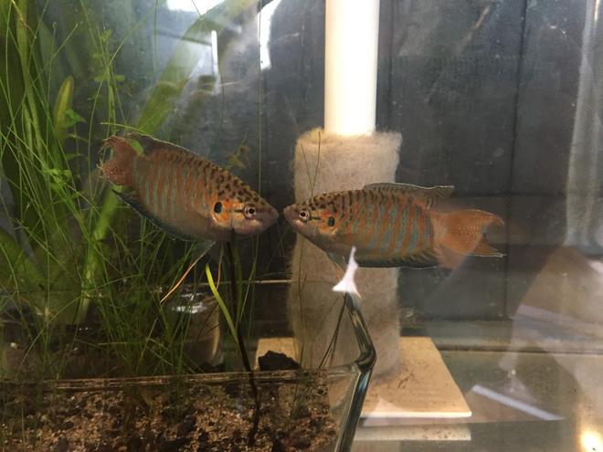 freshwater fish stocking in 145 gallons tank - my paradise gourami